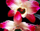34 multi colored cattleya orchid from guatemala 800