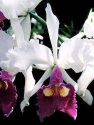 49 cattleya orchid from singapore  13  800