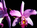 52 cattleya orchid from singapore  7  800