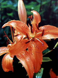 57 can you identify this flower  24  800