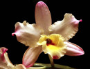 61 cattleya orchid from singapore  6  800