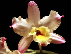 61 cattleya orchid from singapore  6  800
