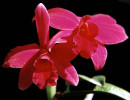 66 cattleya orchid from singapore  13  800