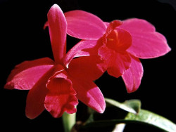 66 cattleya orchid from singapore  13  800