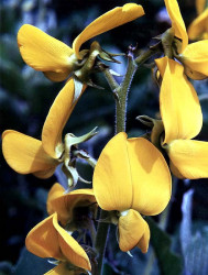 71 can you help identify 800