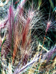 73 colourful stalking weed 800