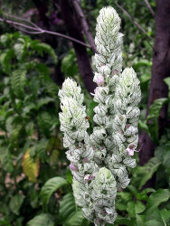 87 help identify this flower . . . 800