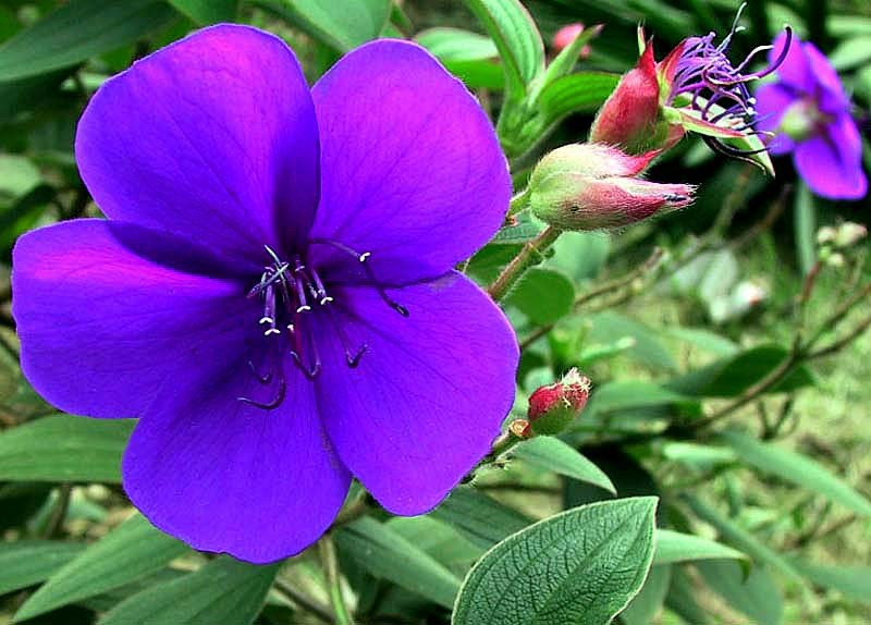 90 help identify this flower . . . 800