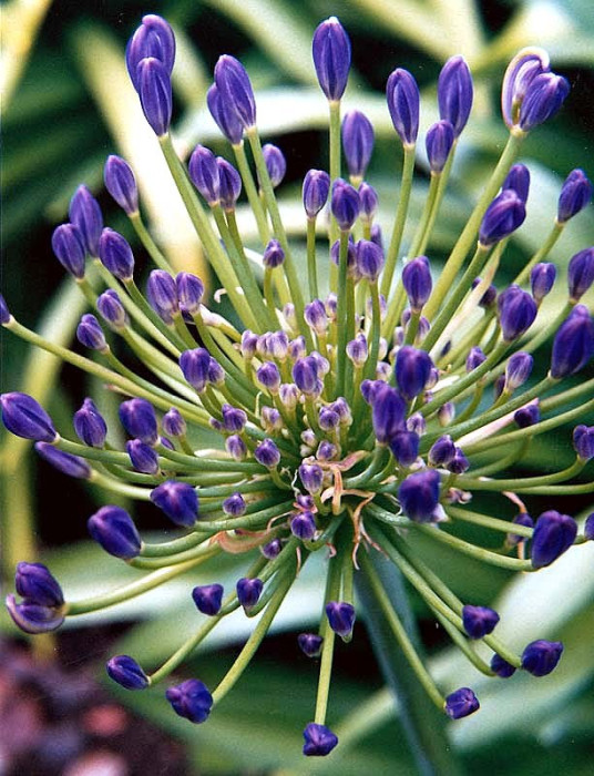 91  help identify ths flower .800