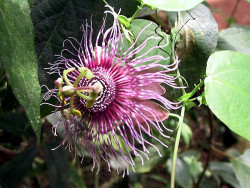 92  help identify ths flower .800