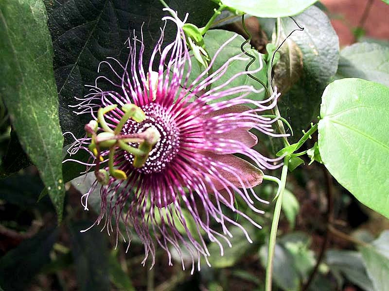 92  help identify ths flower .800