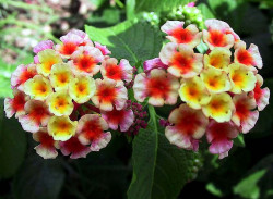 93 flopwers in puerto rico 800