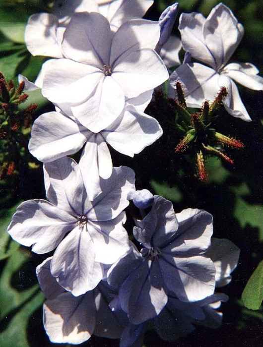 98  can you help identify this flower 800