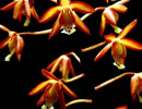 12 onicicium orchid from venezuela 800