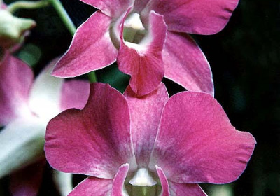 Dendrobium