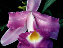 2 cattleya orchid from guatemala 800