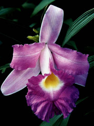 2 cattleya orchid from guatemala 800