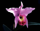 24 a laelia orchid from costa rica 800