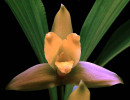 28 lycaste orchid from singapore 800