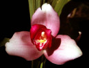 29 lycaste orchid from singapore 800