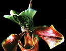 4 phragmipedium orchid from guatemala 800