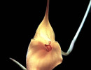 43 masdevallia orchid photogrpahed in guatemala 800