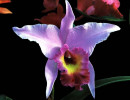 50 a laelia orchid from costa rica  3  80010