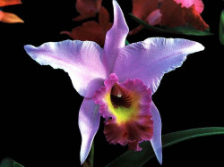 50 a laelia orchid from costa rica  3  80010
