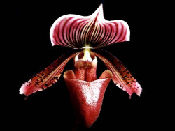 53 phragmipedium orchid from guatemala  3  800