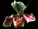 58 phragmipedium orchid from guatemala  6  800