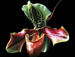 58 phragmipedium orchid from guatemala  6  800