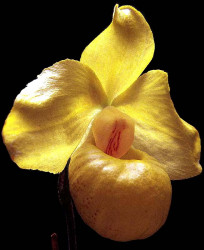 59 phragmipedium orchid from guatemala  5  800