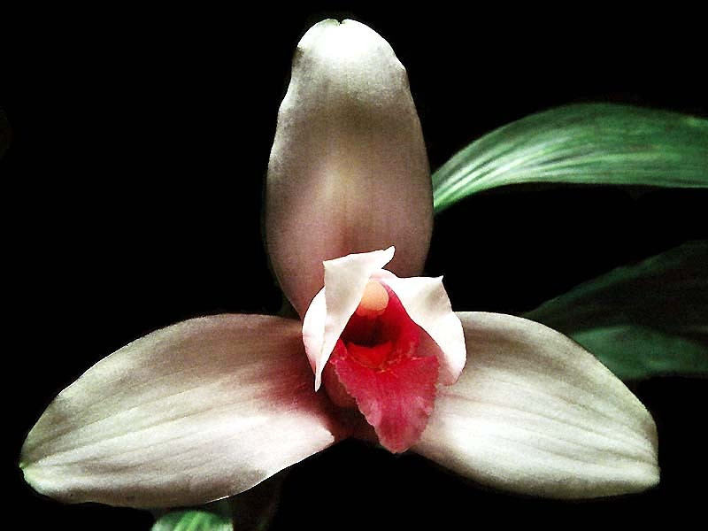 60 lycaste orchid from singapore  5  800