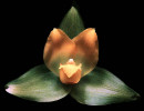 68 lycaste orchid from singapore  3  800
