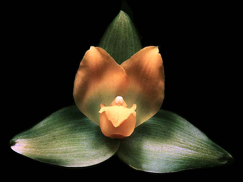 68 lycaste orchid from singapore  3  800