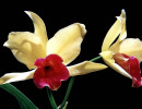 7 cattleya orchid from singapore 800