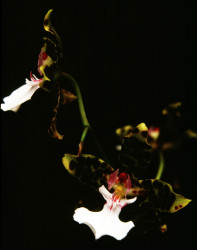 70 onicidium orchid from venezuela  2 