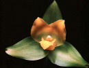 86 lycaste orchid from singapore  8  800