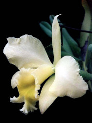 9 cattleya orchid from costa rica  2  800