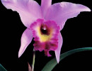 91. laelia orchid from costa rica 800