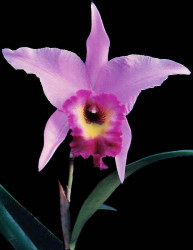 91. laelia orchid from costa rica 800