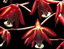 onicicium orchids from venezuela 2 800