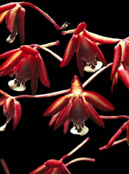 onicicium orchids from venezuela 2 800