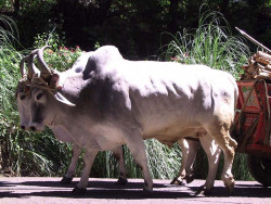 1  a team of oxcart bulls 800