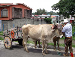 11 oxcarts in santa ana ii 800