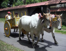 13 oxcart in santa ana costa rica 800