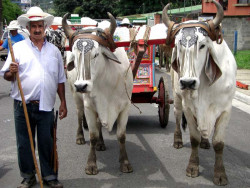 15 oxcarts in santa ana iv 800