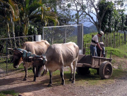 2 oxcart calling it quits for the day 800