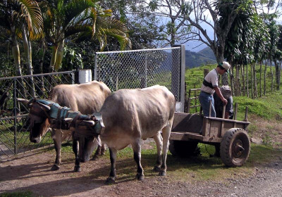 Oxcarts