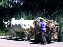 3 oxcart carrying a supply of wood 800